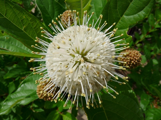 {Cephalanthus occidentalis}